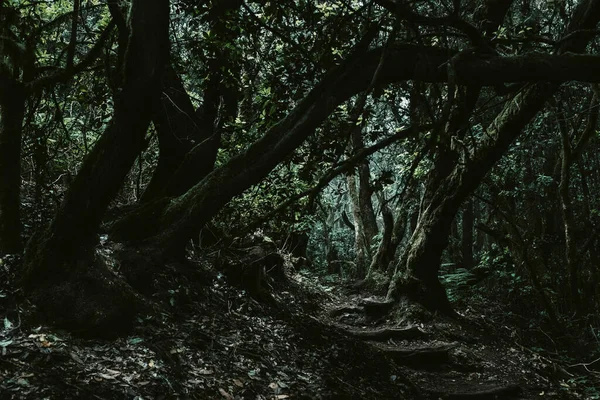 Sendero Espeluznante Espeluznante Del Bosque Oscuro Con Árboles Pld Almizcle — Foto de Stock