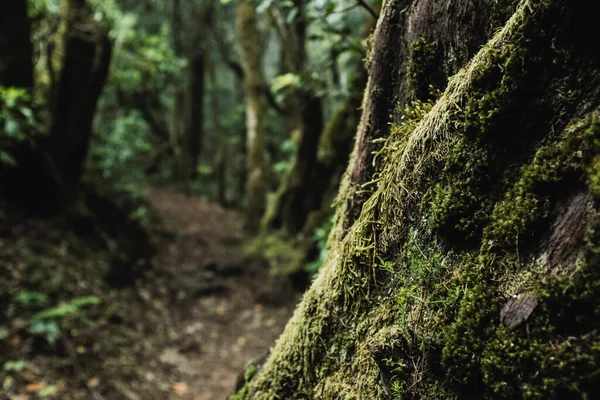 Close Trunk Green Musk Trekking Path Background Concept Natural Outdoors — Stock Photo, Image