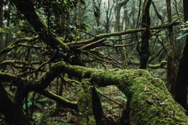 Κοντινό Πλάνο Του Πράσινου Κορμού Δέντρα Μόσχο Ένα Βαθύ Άγριο — Φωτογραφία Αρχείου