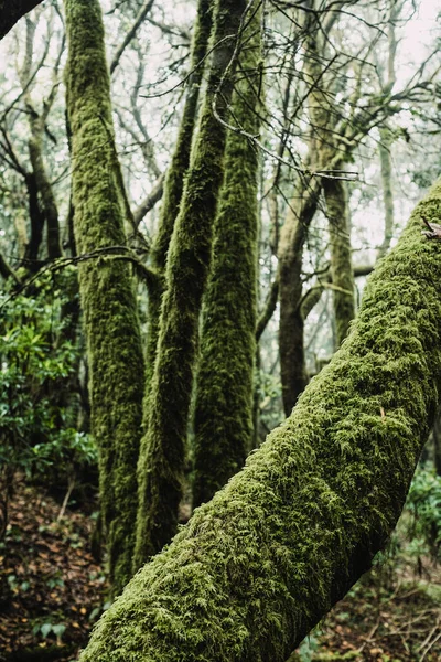 Primer Plano Del Tronco Con Almizcle Verde Sendero Trekking Fondo — Foto de Stock