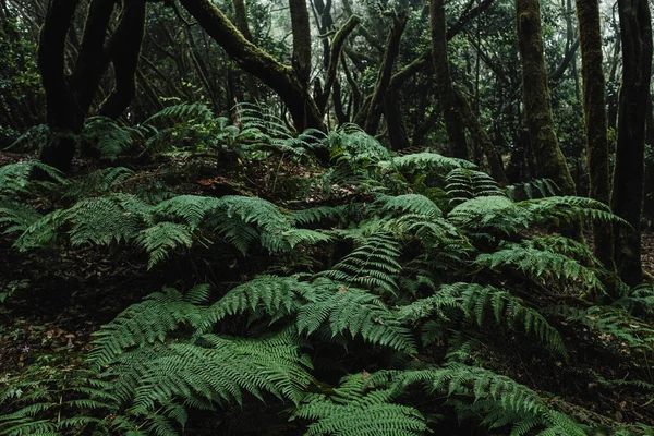 Primer Plano Grandes Hojas Los Bosques Verdes Bosque Fondo Naturaleza — Foto de Stock