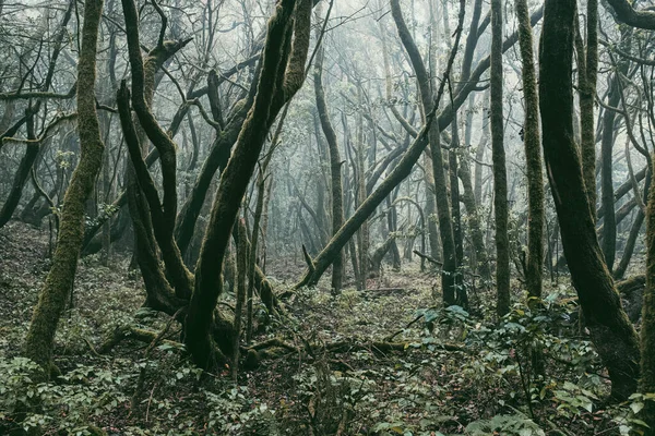 Ανατριχιαστικό Και Τρομακτικό Σκοτεινό Μονοπάτι Του Δάσους Παλιά Δέντρα Και — Φωτογραφία Αρχείου