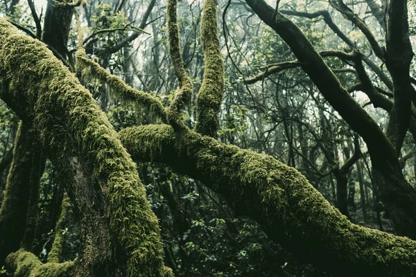 Κοντινό Πλάνο Του Πράσινου Κορμού Δέντρα Μόσχο Ένα Βαθύ Άγριο — Φωτογραφία Αρχείου
