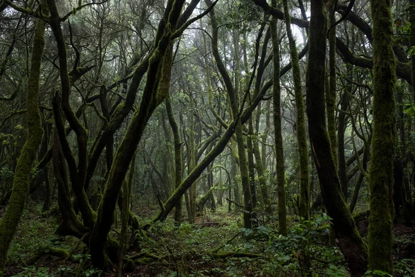 Sendero Trekking Vacío Bosque Con Hojas Verdes Alrededor Concepto Hermoso — Foto de Stock
