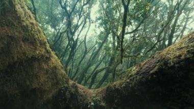 Scenic green forest background. Beautiful nature scenery with trees and trunks with moss. 