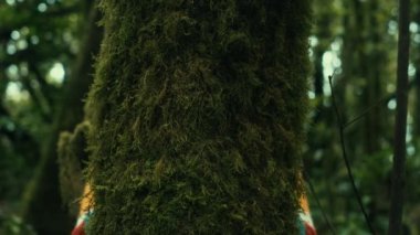Doğa aşığı tropik ormanlarda ağaç gövdesine yeşil misk kokusuyla sarılıyor. Yeşil doğal arkaplan. 