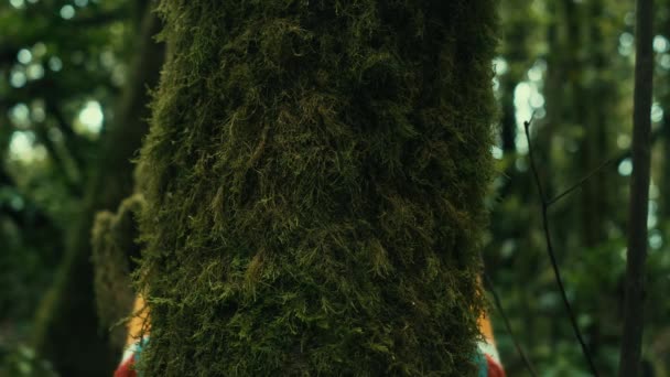 Любитель Природы Обнимает Ствол Дерева Зеленым Мускусом Тропическом Лесу Зеленый — стоковое видео