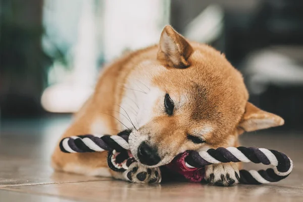 One lovely puppy of shiba inu playing with dog toy cord and having fun at home laying on the floor. Concept of pet enjoying domestic life indoor. Best friend young dog biting happy. Animal leisure