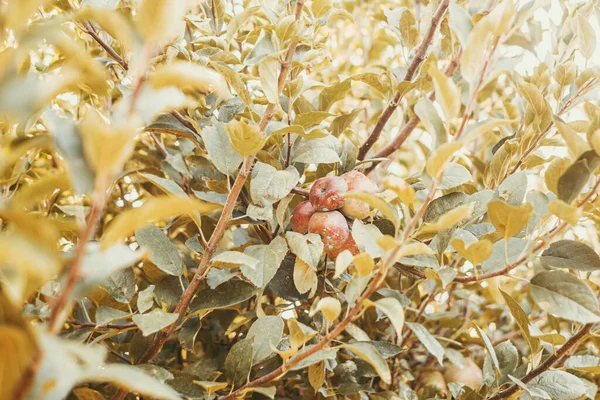 Background of nature with autumn foliage and apple fruits on the tree. Health food lifestyle concept. Environment and biologic food nutrition and farm business. Healthy apples on the trees