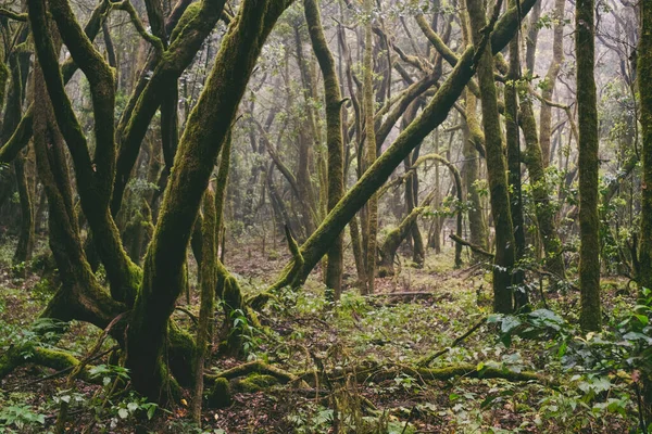 Paisaje Fondo Hermosos Árboles Naturaleza Bosque Con Follaje Arbusto Aventura — Foto de Stock