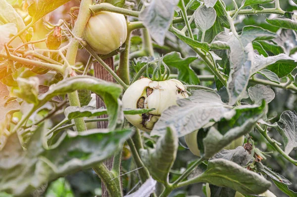 Diseases of tomatoes. Tomato zippering. Thin brown necrotic scars on the fruits. Zipper-like lesion. Groovers into the fruit flesh and deformation of the surface. Agricultural problems