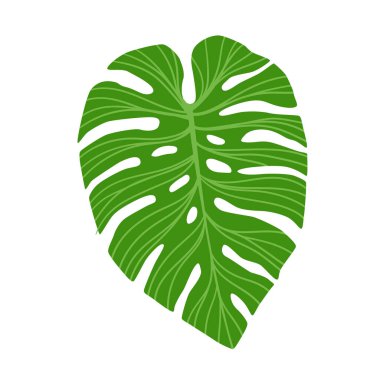 Beyaz arka planda izole edilmiş tropikal ormanlardan Monstera Deliciosa bitki yaprağı