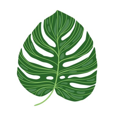 Yeşil Canavar yaprağı beyaz arkaplanda izole edilmiş. Çizgi film Düz Canavar Yaprağı