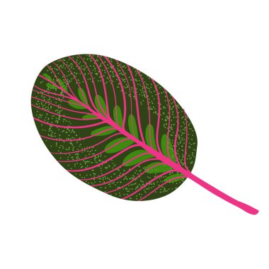 Calathea yaprağı izole edilmiş. Düz biçim illüstrasyonu