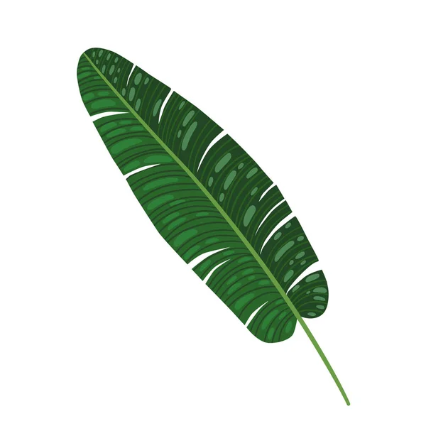 Feuille Banane Tropicale Dessinée Main Illustration Style Plat — Image vectorielle