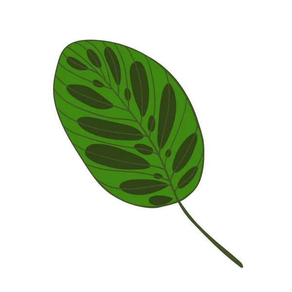 Roślina Calathea Ilustracja Ręcznie Rysowany Stylizowany Tropikalny Liść Ilustracja Płaski — Wektor stockowy