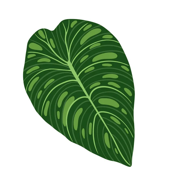 Illustration Anthurium Leaf Isolated White Hand Drawn Tropical Leaf — Stock Vector