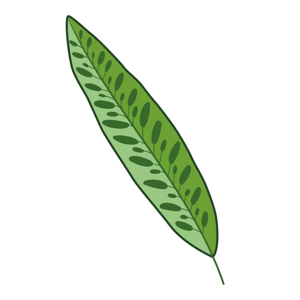 Feuille Verte Tropicale Isolée Sur Blanc Calathea Lancifolia — Image vectorielle