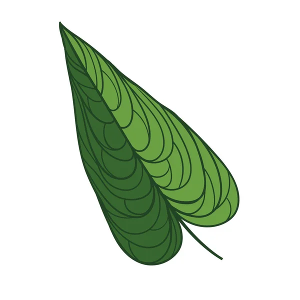 Ilustração Philodendron Folha Tropical Desenhada Mão — Vetor de Stock