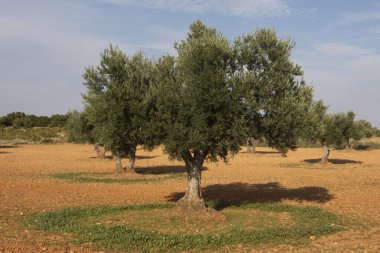 İspanya 'nın Akdeniz zeytinliğinde olgunlaşan yeşil zeytinlerle dolu zeytin ağaçları