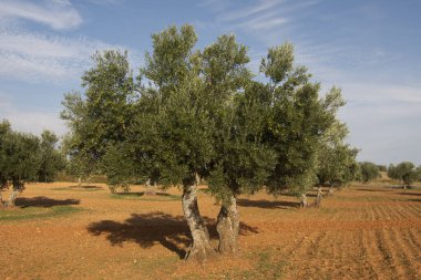 İspanya 'nın Akdeniz zeytinliğinde olgunlaşan yeşil zeytinlerle dolu zeytin ağaçları