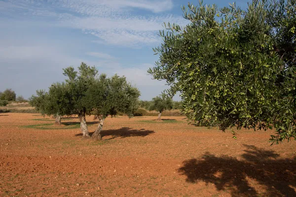 Olivos Cargados Aceitunas Verdes Que Maduran Olivar Mediterráneo España — Foto de Stock
