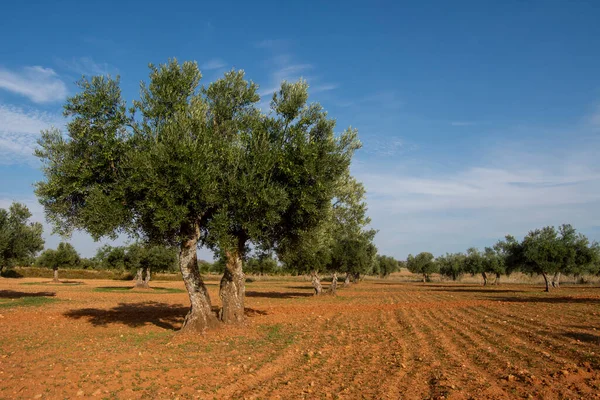 Olijfbomen Beladen Met Groene Olijven Rijping Mediterrane Olijfgaard Spanje — Stockfoto