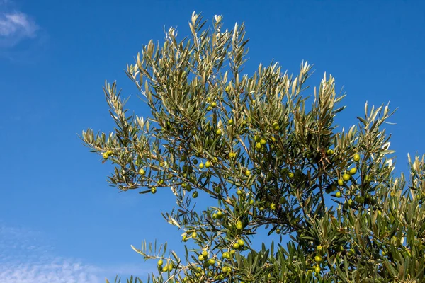 エキストラバージンオリーブオイルのためのスペインの地中海オリーブの森の風景 — ストック写真