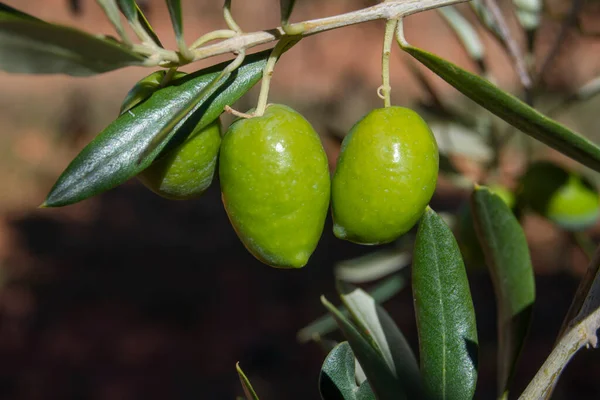 Oliveto Mediterraneo Olio Extravergine Oliva — Foto Stock