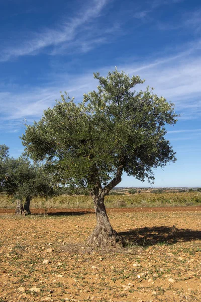 Śródziemnomorski Krajobraz Gajów Oliwnych Hiszpanii Dla Oliwy Oliwek Extra Virgin — Zdjęcie stockowe
