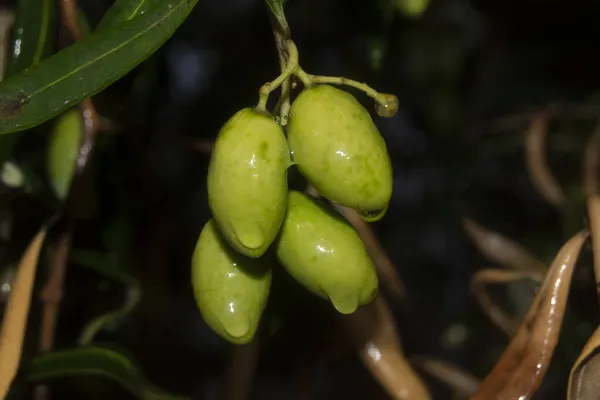 Green Olives Autumn Morning Dew — Stock Photo, Image