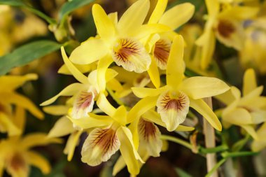 Dendrobium Yıldız tozu çiçeği merkez odak ve görüntünün geri kalanı bulanık