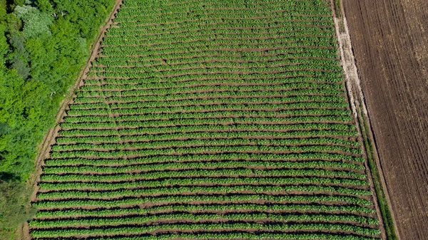 Drone View Tobacco Plantation Highlighted Green Coloration Plants Crop Lines — 图库照片