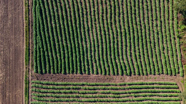 Drone View Tobacco Plantation Highlighted Green Coloration Plants Crop Lines — Stock Photo, Image