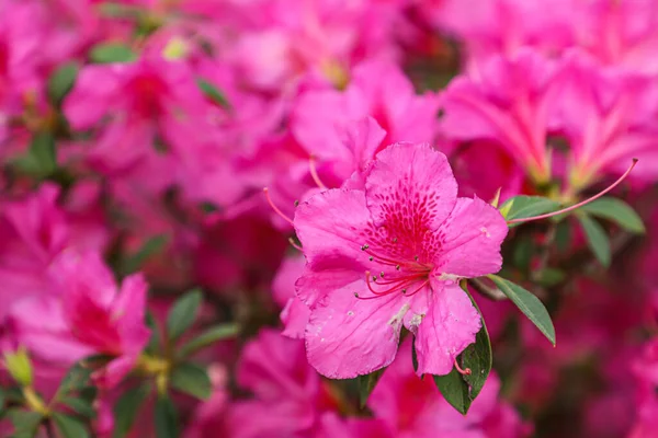 Azalea flower in pink, with some spots on its leaves, in the background similar flowers and green leaves. In Brazil, the most common Azalea is the Rhododendron indicum species.