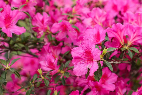 Azalea flower in pink, with some spots on its leaves, in the background similar flowers and green leaves. In Brazil, the most common Azalea is the Rhododendron indicum species.