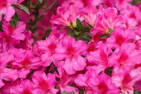 Azalea flower in pink, with some spots on its leaves, in the background similar flowers and green leaves. In Brazil, the most common Azalea is the Rhododendron indicum species.