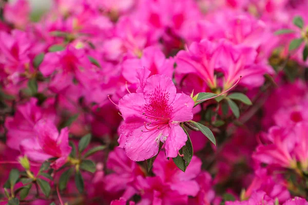 Azalea Flower Pink Some Spots Its Leaves Background Similar Flowers — Stock Photo, Image