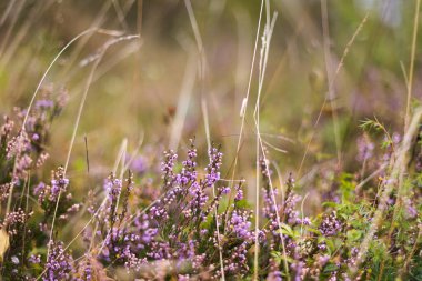 Tarladaki güzel çayır çiçekleri.
