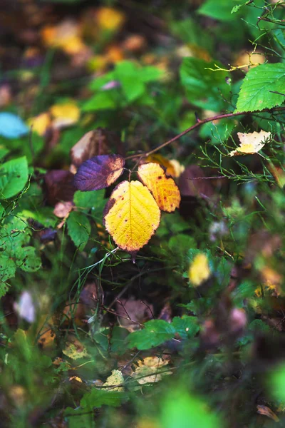 Gelbe Und Orangefarbene Blätter Herbstwald — Stockfoto