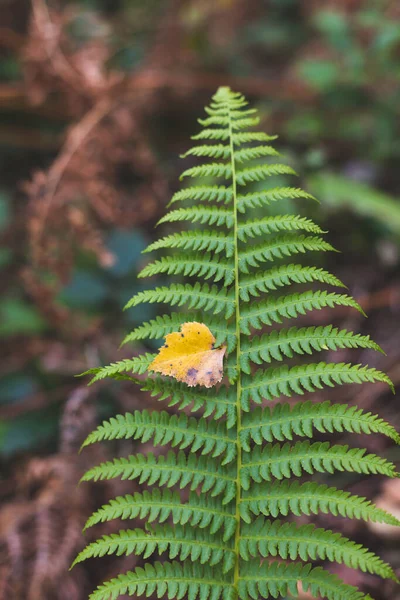 Folhas Amarelas Laranja Floresta Outono — Fotografia de Stock