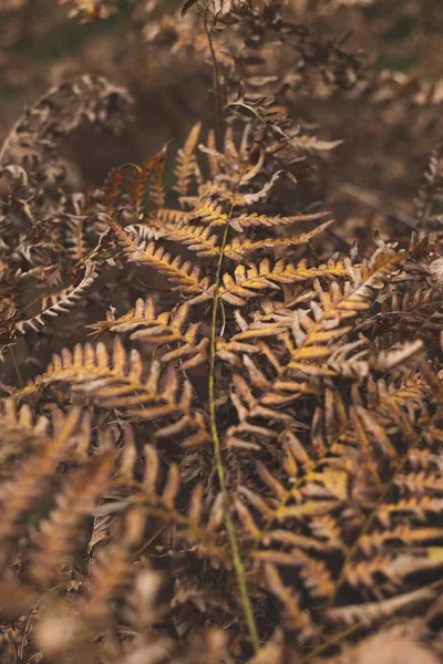 Vackert Löv Höstskogen — Stockfoto