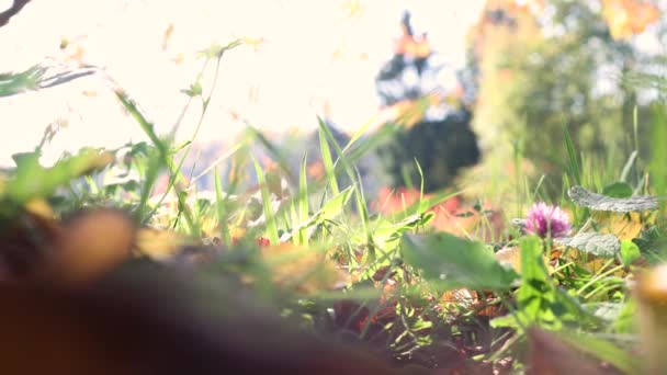 Foglie autunnali si trovano su erba verde — Video Stock