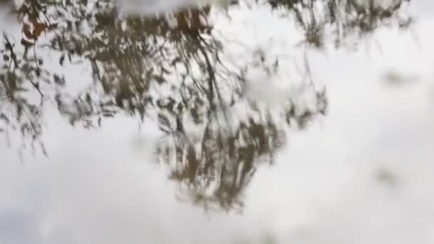 树叶在水中的反映 — 图库视频影像
