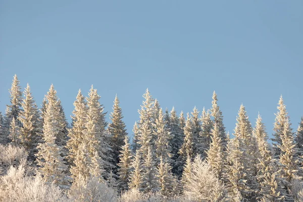 Сніг Вкритий Зимовими Горами Хвойні Дерева Вкриті Снігом Гірський Пейзаж — стокове фото