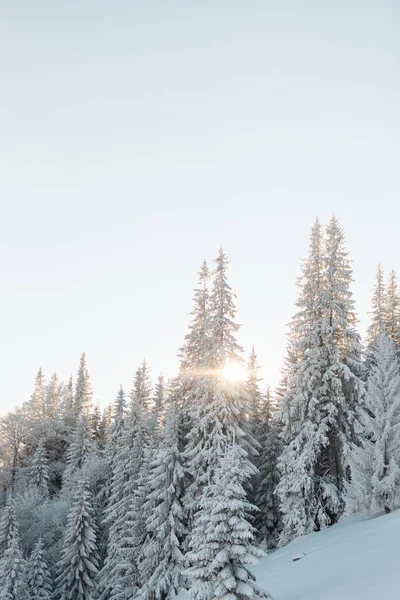 Ośnieżone Góry Zimowe Drzewa Iglaste Pokryte Śniegiem Zimą Krajobraz Górski — Zdjęcie stockowe