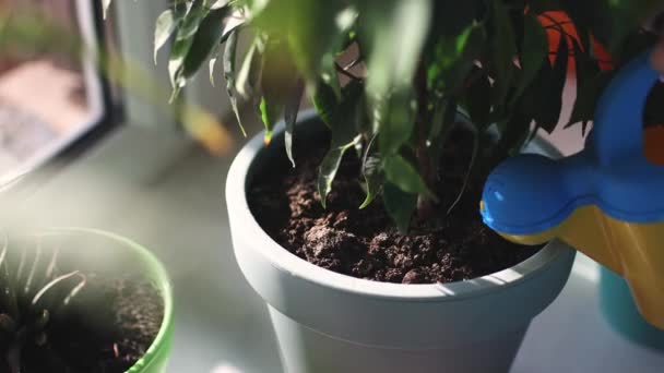 Zavlažování vnitřních rostlin — Stock video