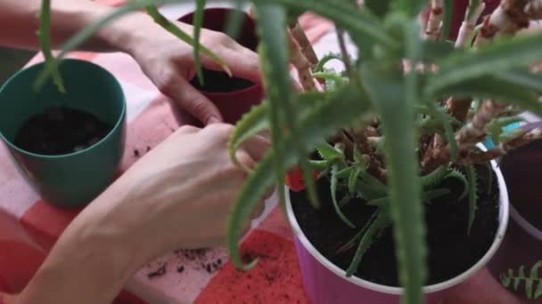 Kvinna transplantationer blommor — Stockvideo