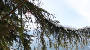 Karla kaplı ladin dalı