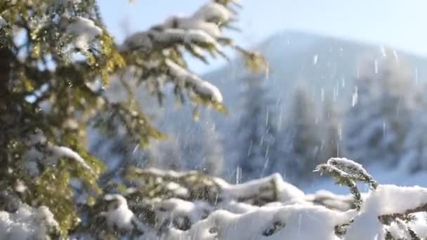 Nieve cubierta de montañas de invierno, nieve cae de los árboles de coníferas — Vídeo de stock